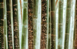 shallow focus photography of green bamboo sticks