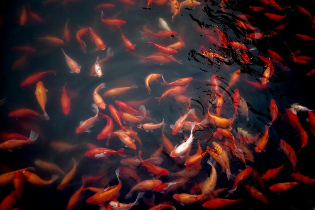 shoal of koi fish