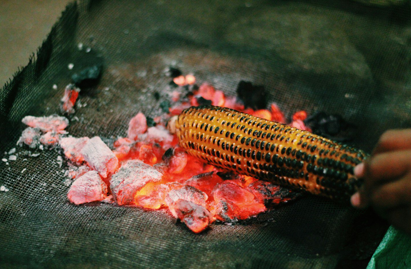 person grilling corn