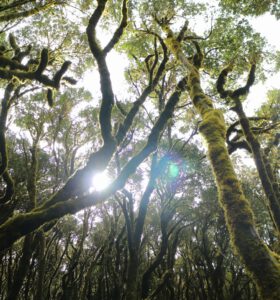 the sun shines through the trees in the forest
